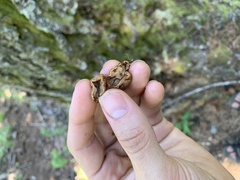 Hydnotrya variiformis