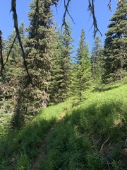 Hydnotrya variiformis