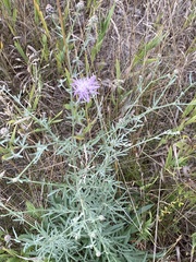 Centaurea stoebe