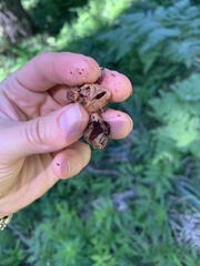 Hydnotrya variiformis