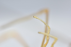 Phalangium ligusticum