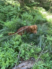 Hydnotrya variiformis