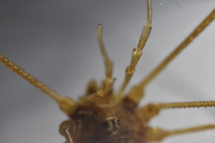 Phalangium ligusticum