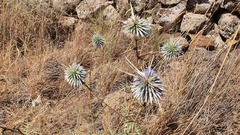 Echinops spinosissimus
