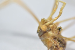 Phalangium ligusticum