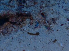 Asterropteryx striata