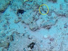 Amblygobius phalaena