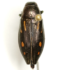Buprestis maculipennis