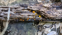 Dicephalospora rufocornea