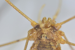 Phalangium ligusticum