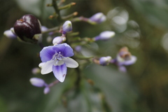 Dichorisandra hexandra