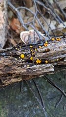 Dicephalospora rufocornea