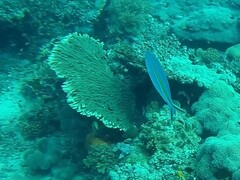 Caesio caerulaurea