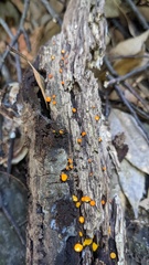 Dicephalospora rufocornea