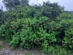 Lantana camara