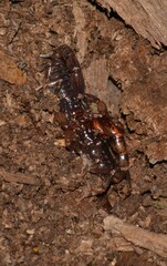 Thestylus aurantiurus