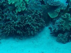 Lethrinus erythropterus