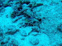 Pseudochromis ammeri