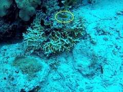 Pseudochromis fuscus