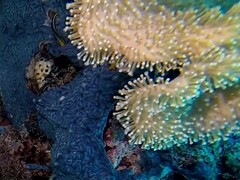 Pseudochromis bitaeniatus