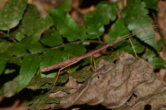 Exocnophila