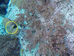 Pomacentrus cuneatus