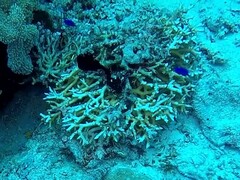 Chrysiptera springeri