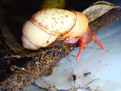Pollicaria elephas