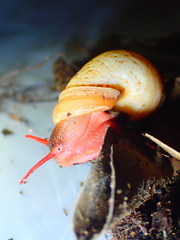 Pollicaria elephas
