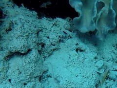 Chrysiptera rollandi