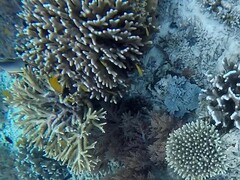 Pomacentrus moluccensis