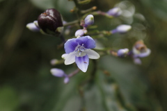 Dichorisandra hexandra