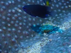 Pomacentrus melanochir