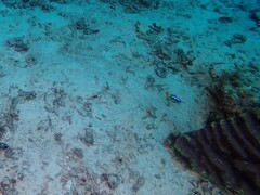 Pomacentrus auriventris