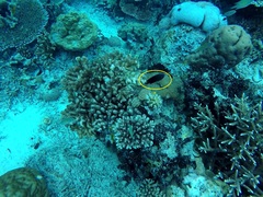 Pomacentrus brachialis