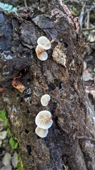 Agaricales