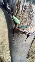 Pantomorus viridisquamosus