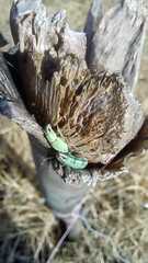 Pantomorus viridisquamosus