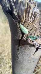 Pantomorus viridisquamosus