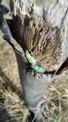 Pantomorus viridisquamosus