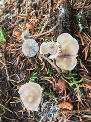 Mycena silvae-nigrae