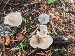 Mycena silvae-nigrae