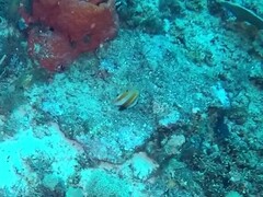 Coradion chrysozonus