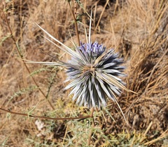 Echinops spinosissimus