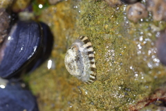 Notoacmea parviconoidea