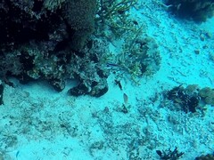 Labroides dimidiatus