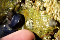 Notoacmea parviconoidea