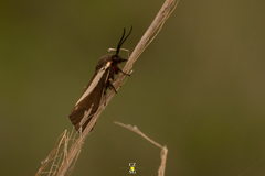 Virbia polyphron
