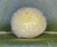 Caryomyia persicoides