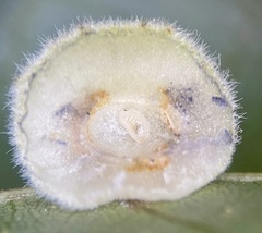 Caryomyia persicoides